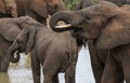 Two young elephants,Loxodonta africana, looking to left, Royalty Free Stock Photo