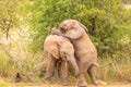 Two young elephants  Loxodonta Africana playing, Pilanesberg, South Africa. Royalty Free Stock Photo