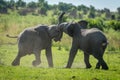 Two young elephants play fighting on grass Royalty Free Stock Photo