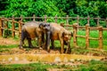 Two young elephants play in a puddle in the Pinnawala Elephant Orphanage. Sri Lanka Royalty Free Stock Photo