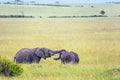 Two young elephants play in the steppe