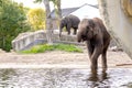 Two young elephants play with water at the zoo Royalty Free Stock Photo