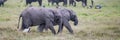 Two young elephants playing in the herd Royalty Free Stock Photo