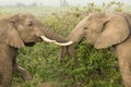 Two young elephants playing in Kenya Royalty Free Stock Photo