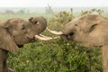 Two young elephants playing in Kenya Royalty Free Stock Photo