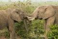 Two young elephants playing in Kenya Royalty Free Stock Photo