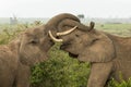 Two young elephants playing in Kenya Royalty Free Stock Photo