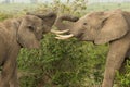 Two young elephants playing in Kenya Royalty Free Stock Photo