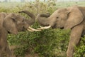 Two young elephants playing in Kenya Royalty Free Stock Photo