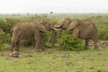 Two young elephants playing in Kenya Royalty Free Stock Photo