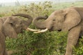 Two young elephants playing in Kenya Royalty Free Stock Photo