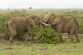 Two young elephants playing in Kenya Royalty Free Stock Photo