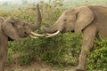 Two young elephants playing in Kenya Royalty Free Stock Photo