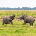 Two young elephants playing together Royalty Free Stock Photo