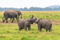 Two young elephants playing together Royalty Free Stock Photo