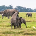 Two young elephants playing together Royalty Free Stock Photo