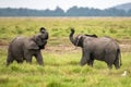 Two young elephants playing Royalty Free Stock Photo