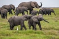 Two young elephants playing Royalty Free Stock Photo