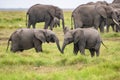 Two young elephants playing together Royalty Free Stock Photo
