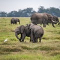 Two young elephants playing together in Africa Royalty Free Stock Photo