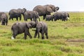 Two young elephants playing together in Africa Royalty Free Stock Photo