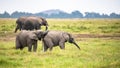 Two young elephants playing Royalty Free Stock Photo