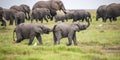 Two young elephants playing Royalty Free Stock Photo