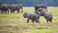 Two young elephants playing together Royalty Free Stock Photo