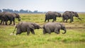 Two young elephants playing together Royalty Free Stock Photo