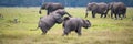 Two young elephants playing together in Africa Royalty Free Stock Photo