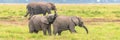 Two young elephants playing together Royalty Free Stock Photo