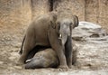 Two young elephants Royalty Free Stock Photo