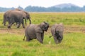 Two young elephants playing Royalty Free Stock Photo