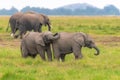 Two young elephants playing Royalty Free Stock Photo