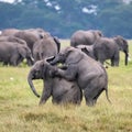 Two young elephants playing Royalty Free Stock Photo