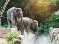 Two young elephants playing