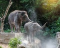 Two young elephants playing Royalty Free Stock Photo