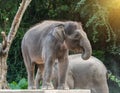 Two young elephants playing Royalty Free Stock Photo