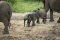 Two young elephant playmates enjoying their drink