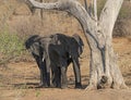 Two young elephants under a tree Royalty Free Stock Photo