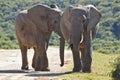 Two young elephants walking along a gravel road Royalty Free Stock Photo