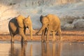 Two young elephants at the water`s edge in Chobe River Botswana Royalty Free Stock Photo