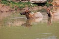 Two young elk in a pond