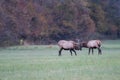 Two Young Elk Practice Sparring Royalty Free Stock Photo