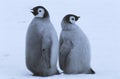 Two young Emperor Penguins standing back to back Royalty Free Stock Photo