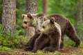 Two young Eurasian brown bears in forest Royalty Free Stock Photo