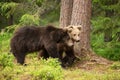 Two young Eurasian brown bears walking in the forest Royalty Free Stock Photo