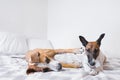 Two young excited dogs playing on bed in brightly lit bedroom.