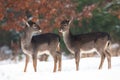 Two young fallow deer fawns standing on meadow in winter.