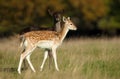 Two young Fallow deer in the meadow Royalty Free Stock Photo